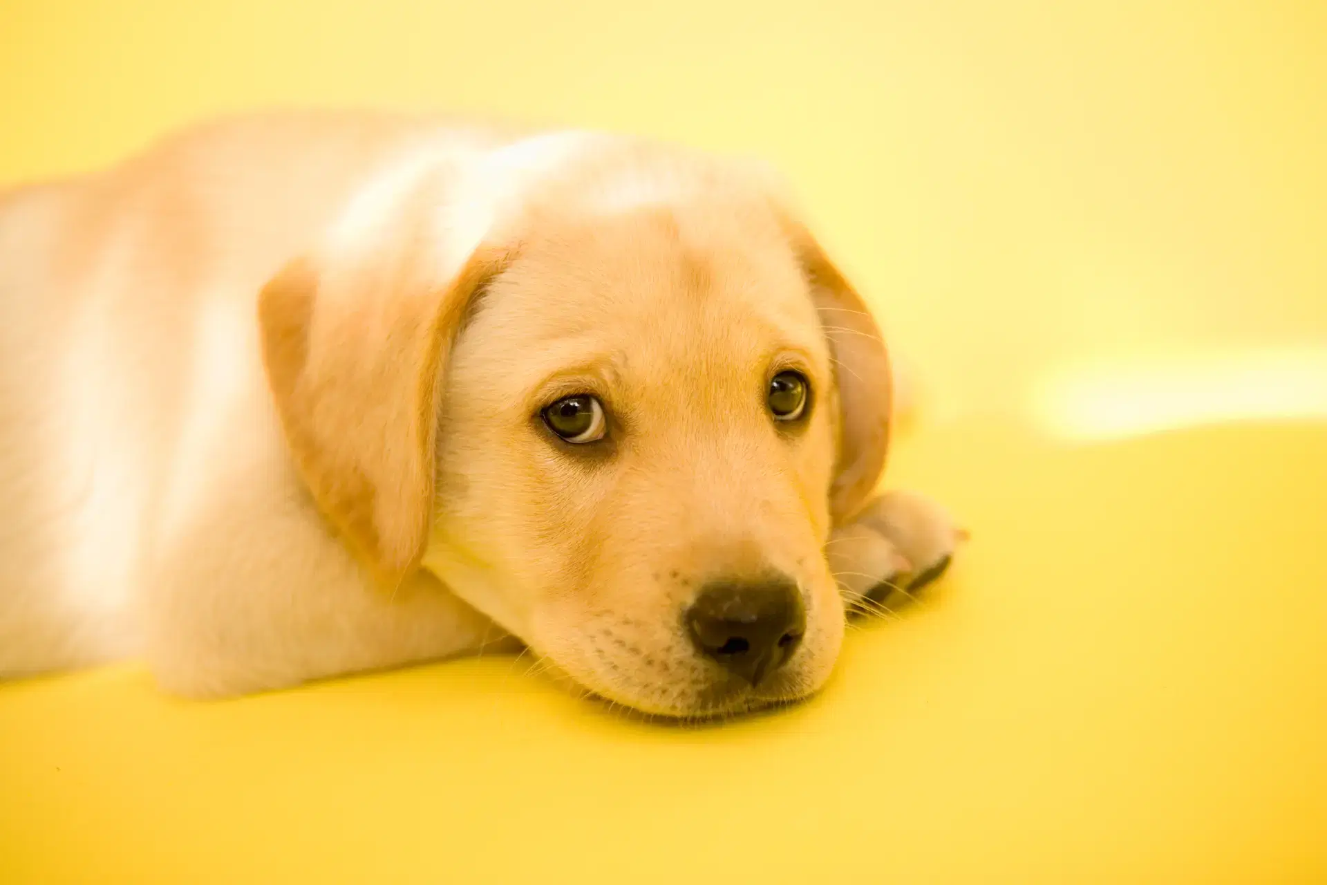 盲導犬