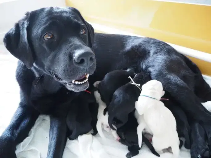 /assets/images/dogs-life-3.webp