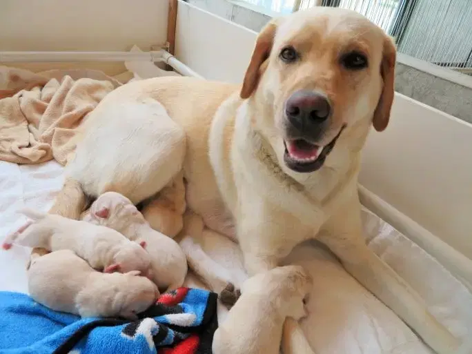 /assets/images/dogs-life-4.webp