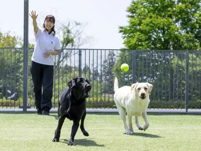 盲導犬の一生の画像