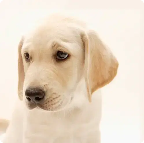 盲導犬