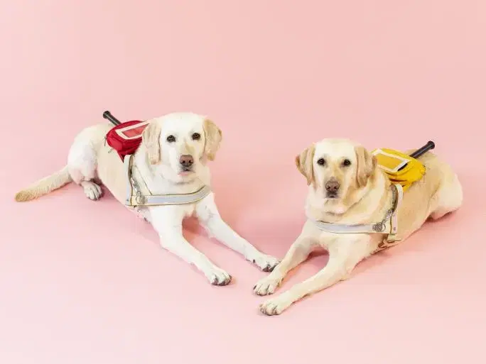 寄り添って座る2頭の盲導犬