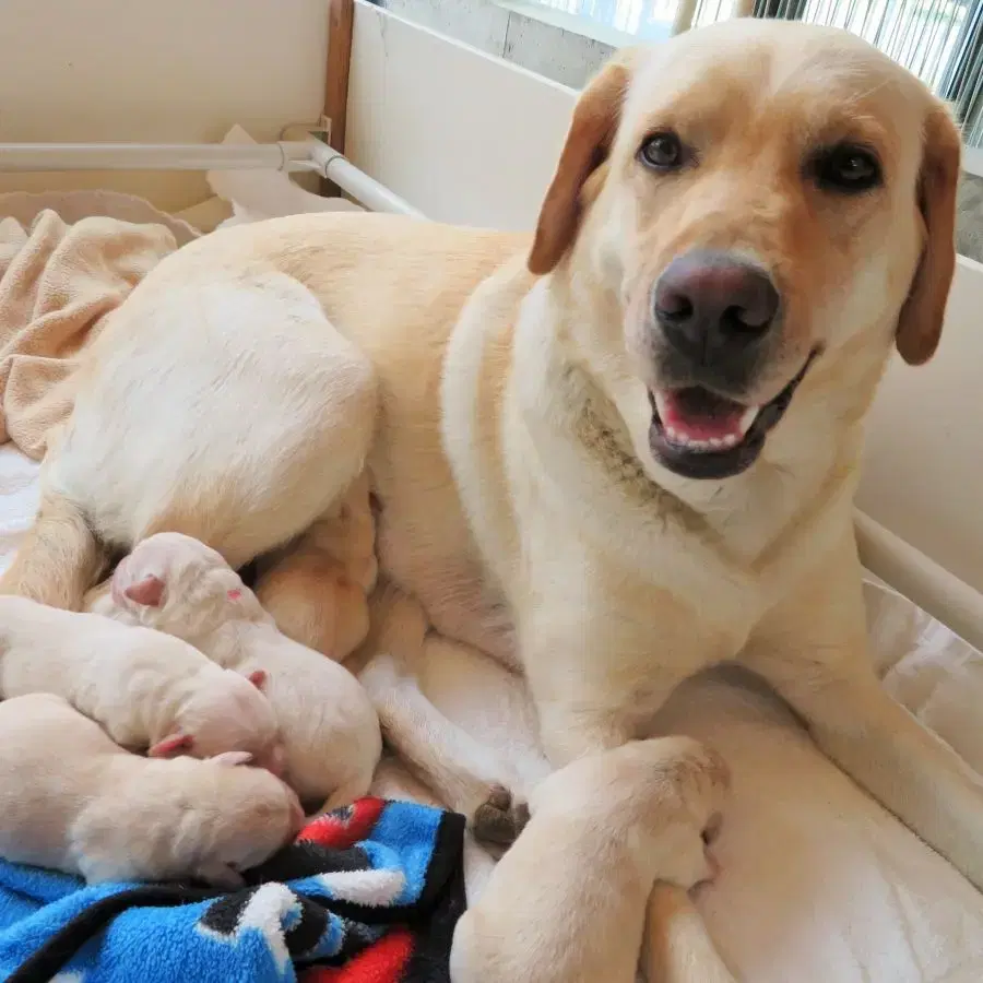 盲導犬ユーザーの足元で休むラブラドールレトリバー