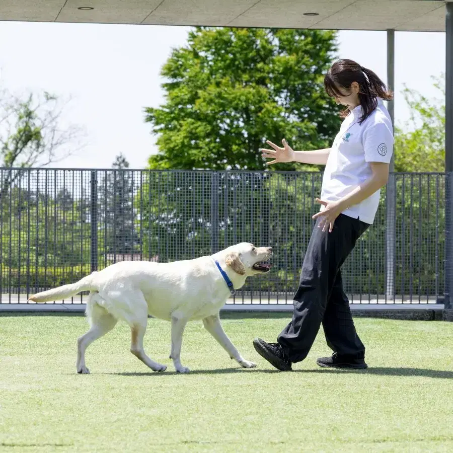 訓練士と一緒に歩行訓練を行う盲導犬候補の犬
