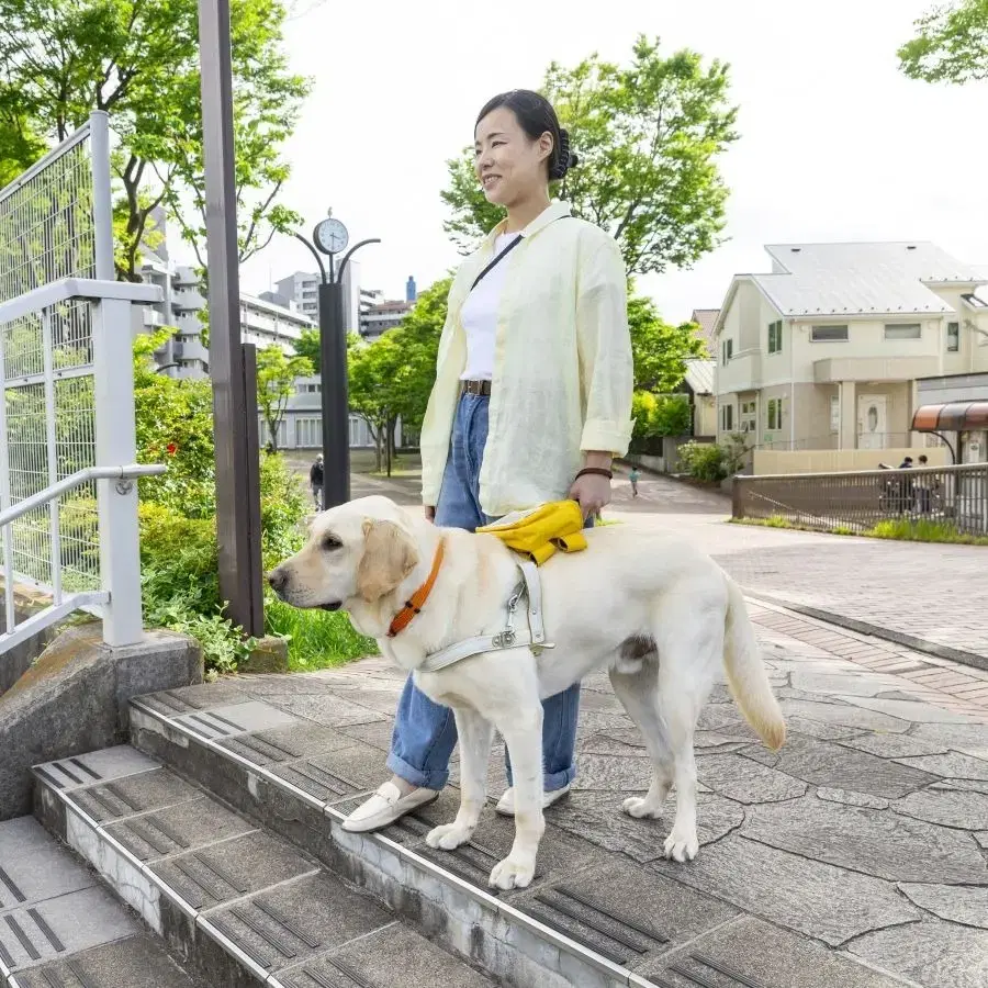 ハーネスを装着して歩行をサポートする盲導犬