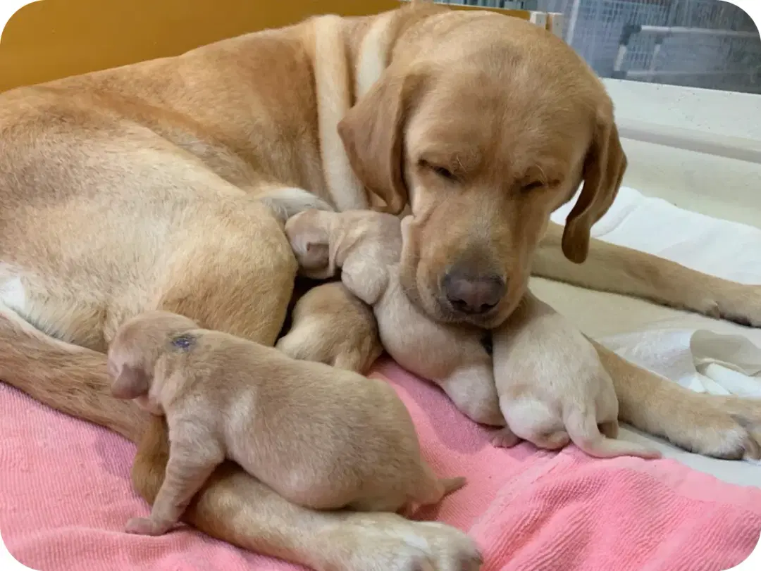 どんな犬が盲導犬に向いている？
