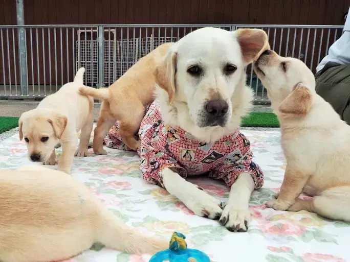 繁殖犬飼育ボランティアの画像