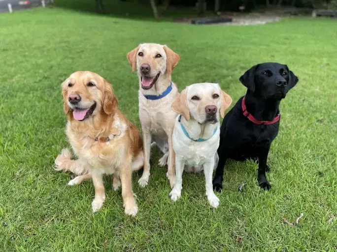キャリアチェンジ犬飼育ボランティアの画像