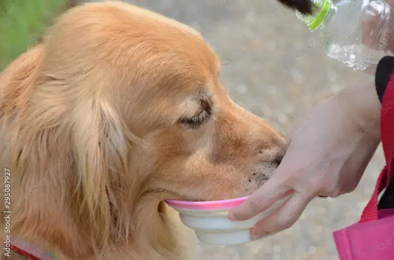 盲導犬