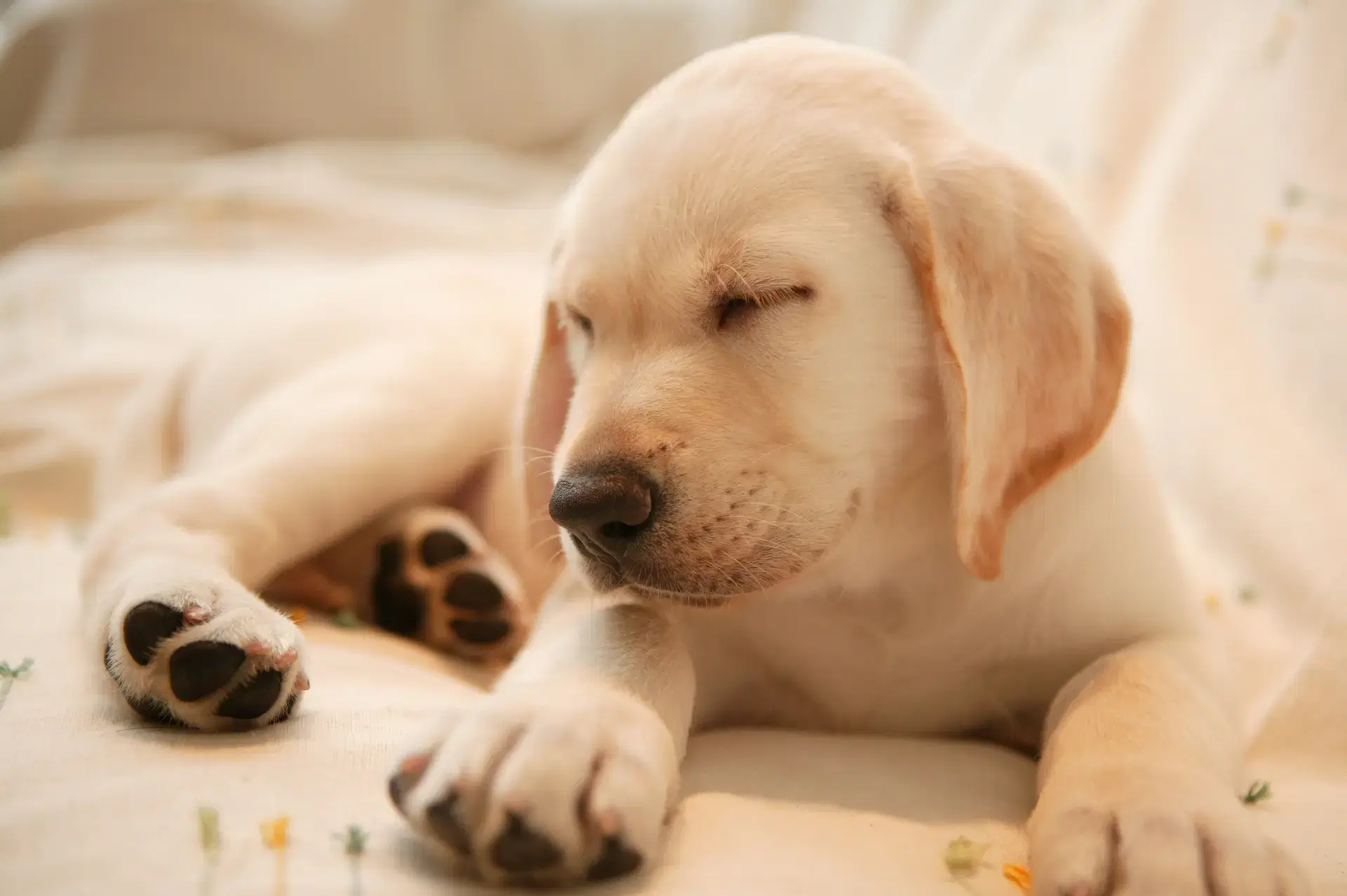 そうだったのか！盲導犬