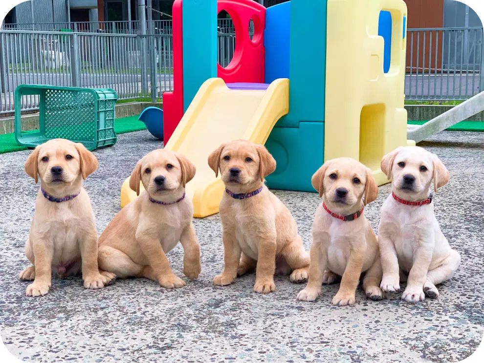 盲導犬