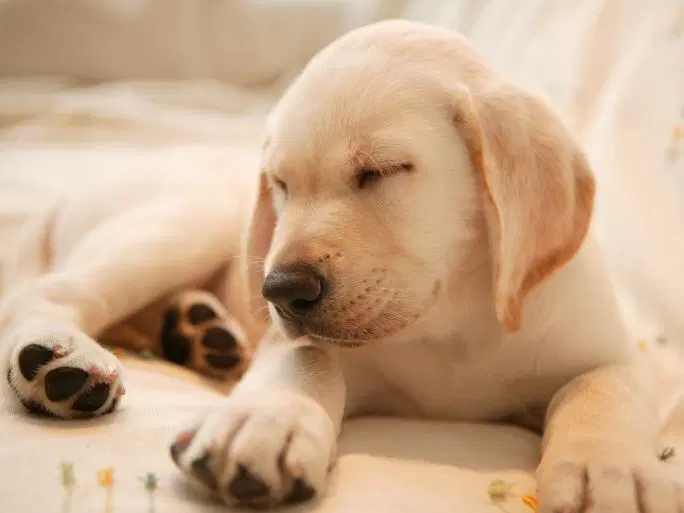 盲導犬