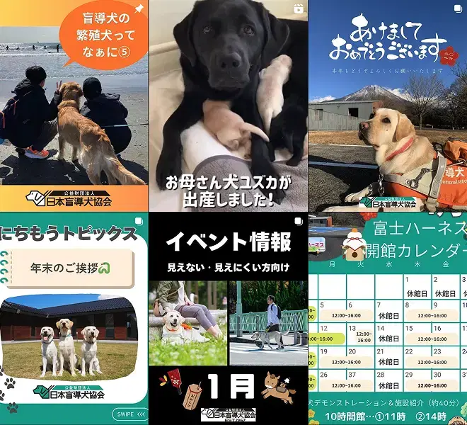 公式Instagramの最新投稿イメージ