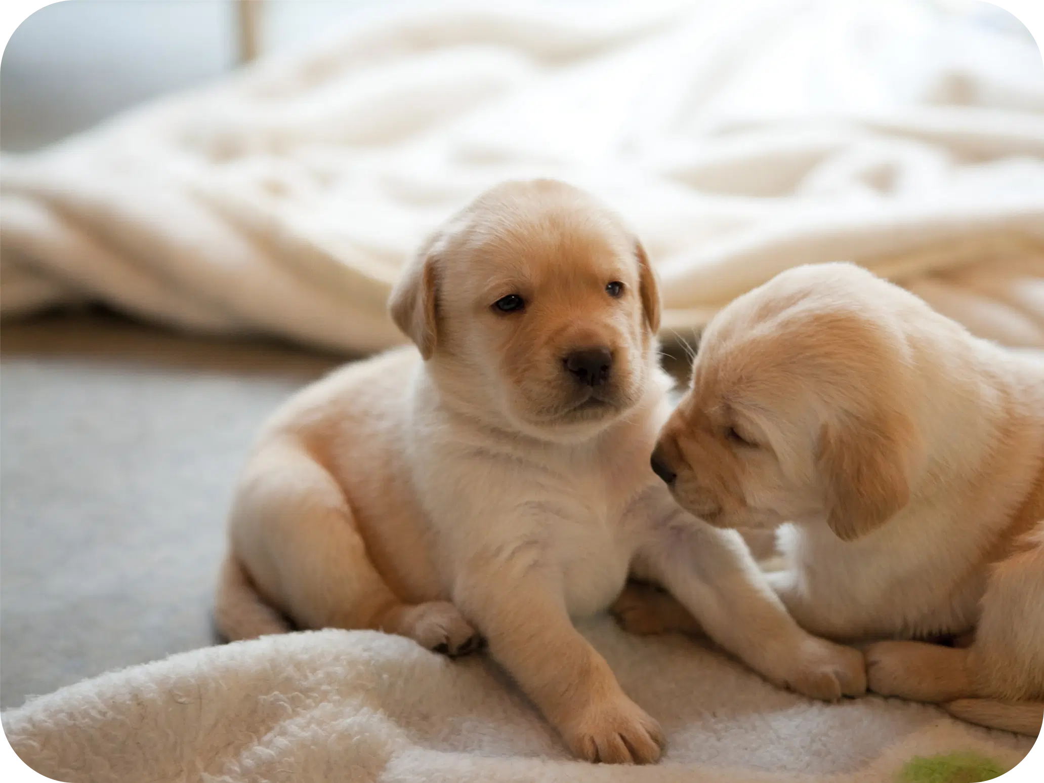 Support Us Through Donationsの画像