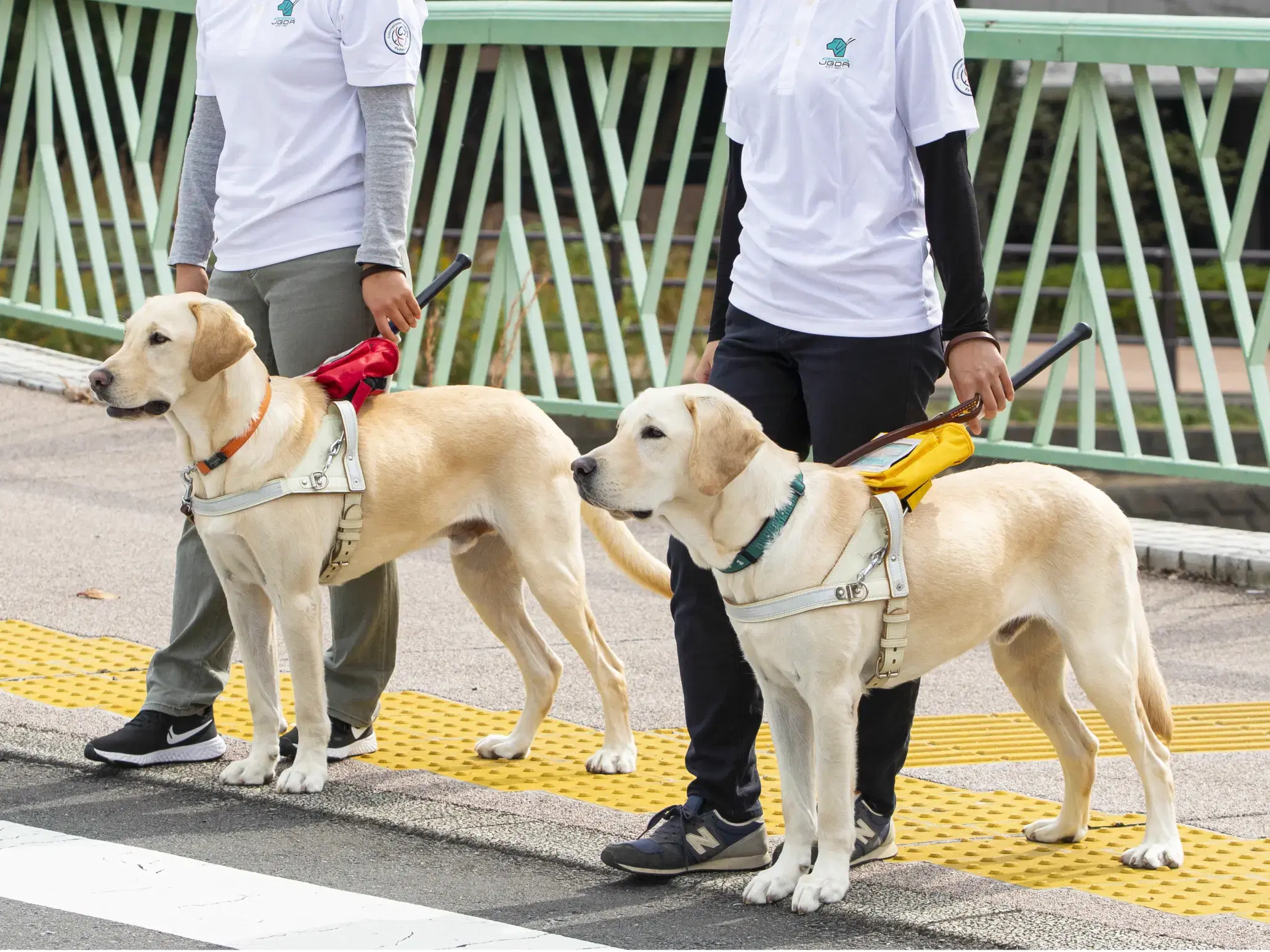 盲導犬の訓練の画像