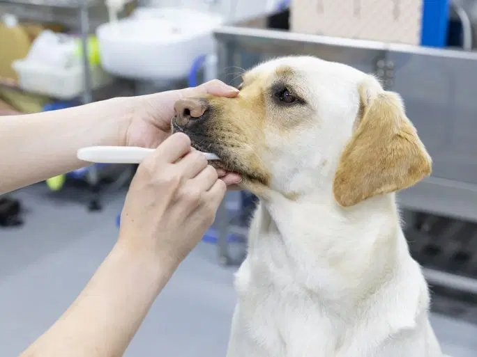すべての犬に行う健康管理