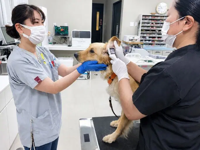 盲導犬の健康管理