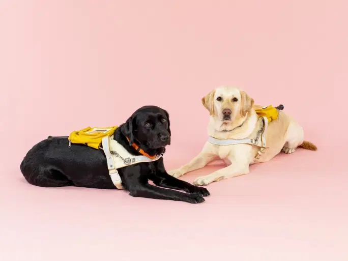 日本盲導犬協会についての画像