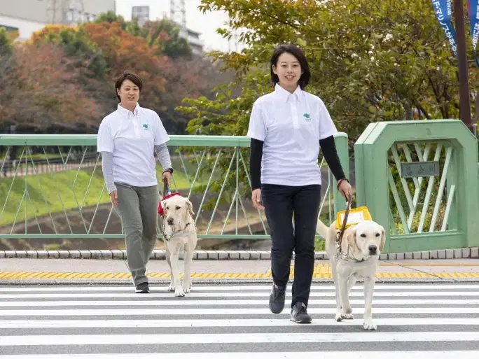 盲導犬