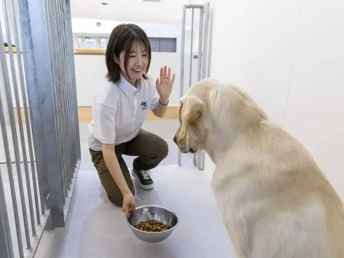 犬の食事