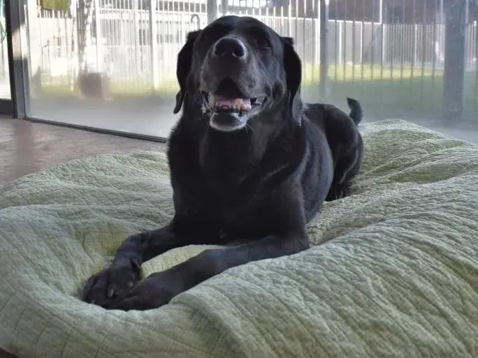 引退犬