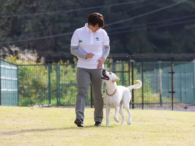 盲導犬の訓練