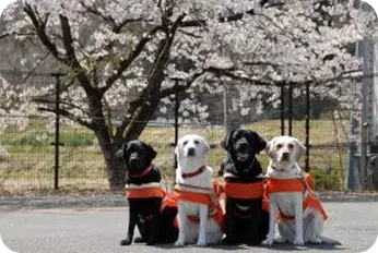 Guide dogs in Sendai