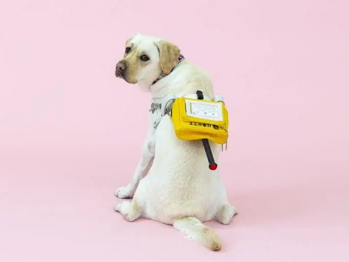 盲導犬とはの画像