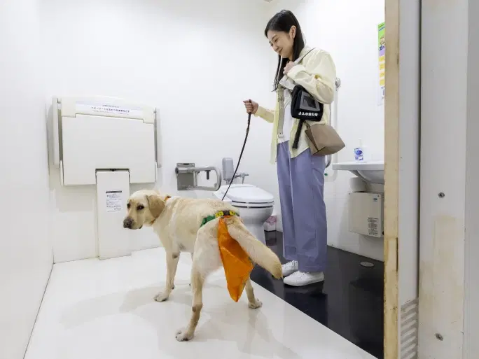 盲導犬の排泄管理の例