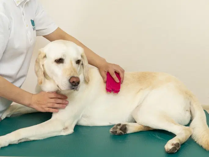 盲導犬の健康・衛生管理