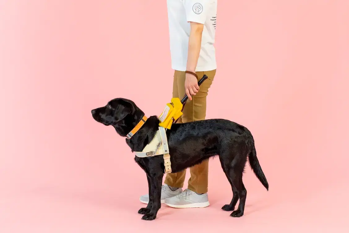 盲導犬であることとそのユーザーであることの証明