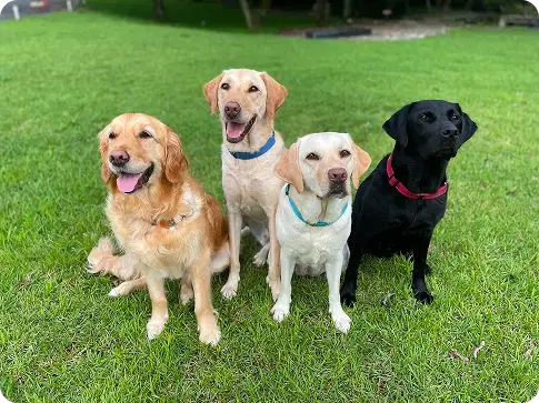 盲導犬の訓練の様子