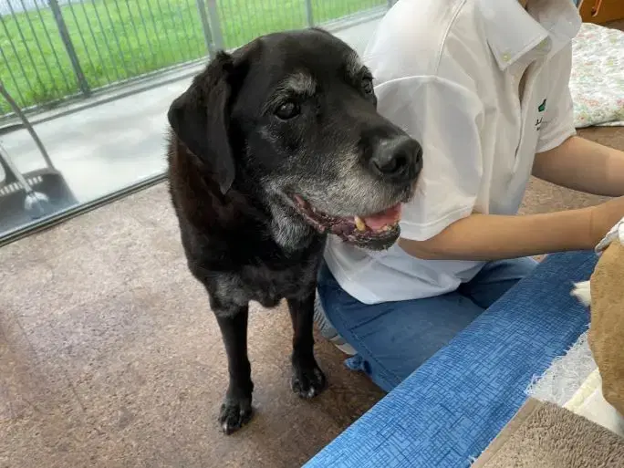 盲導犬の引退制度