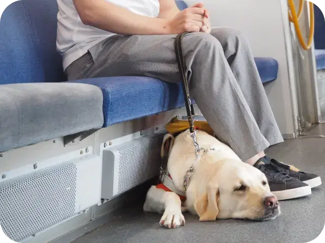 盲導犬