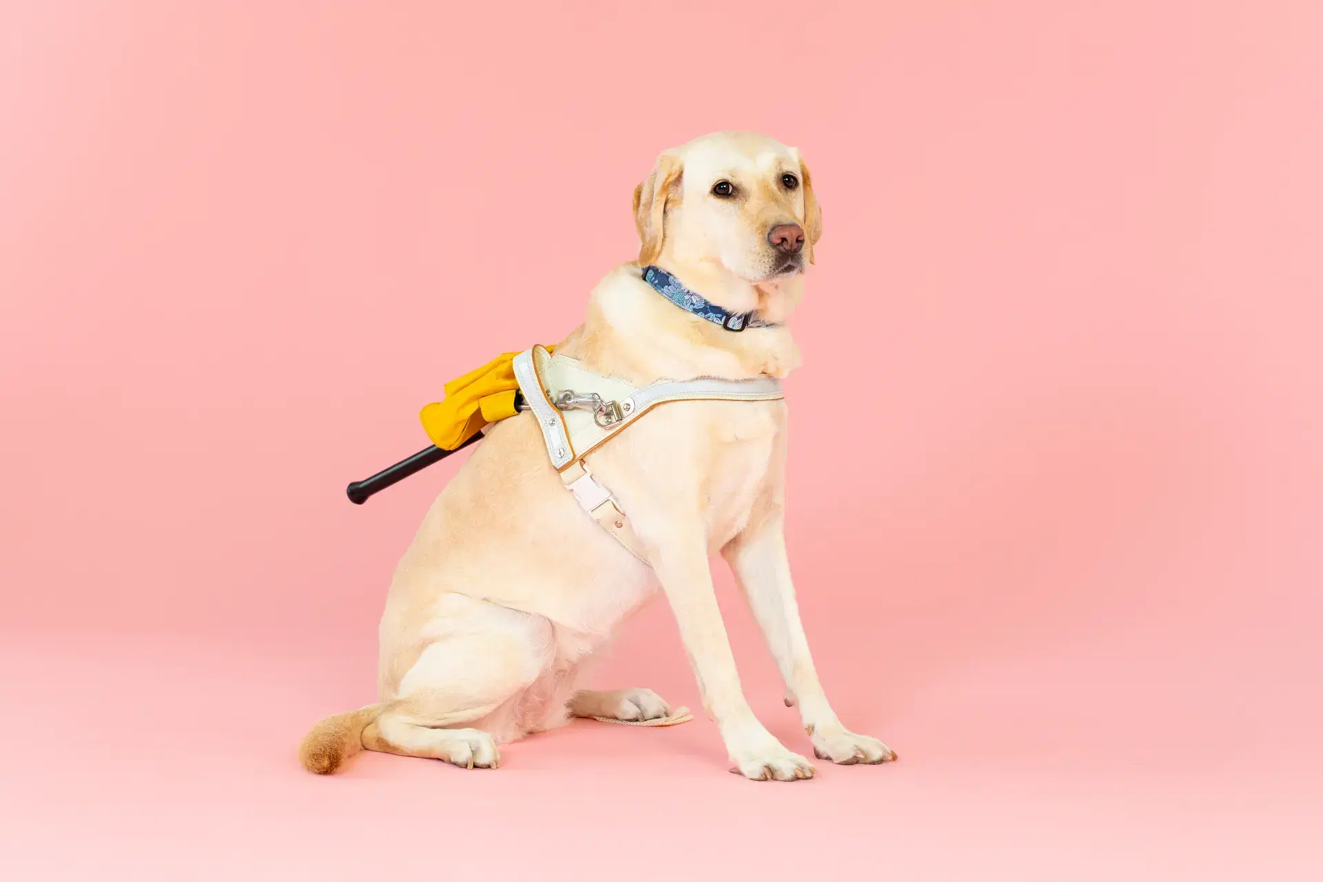 盲導犬