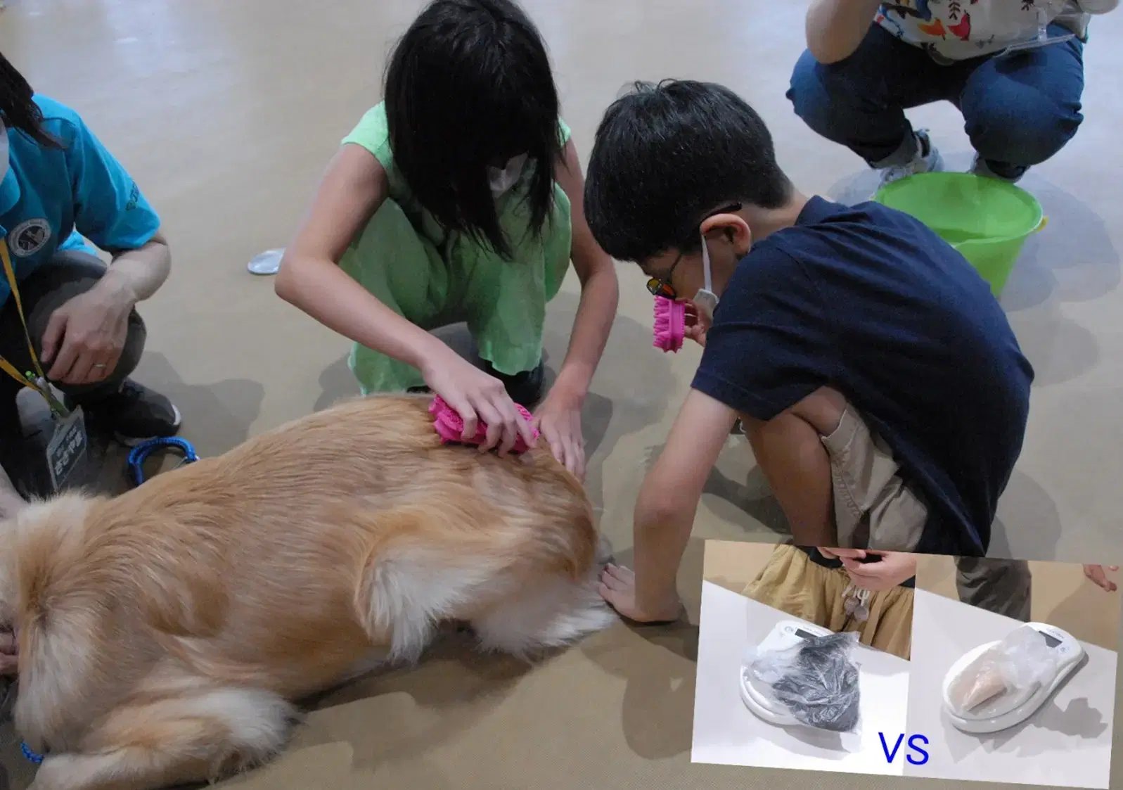 犬のブラッシング体験の様子