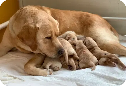 犬の育成・健康管理
