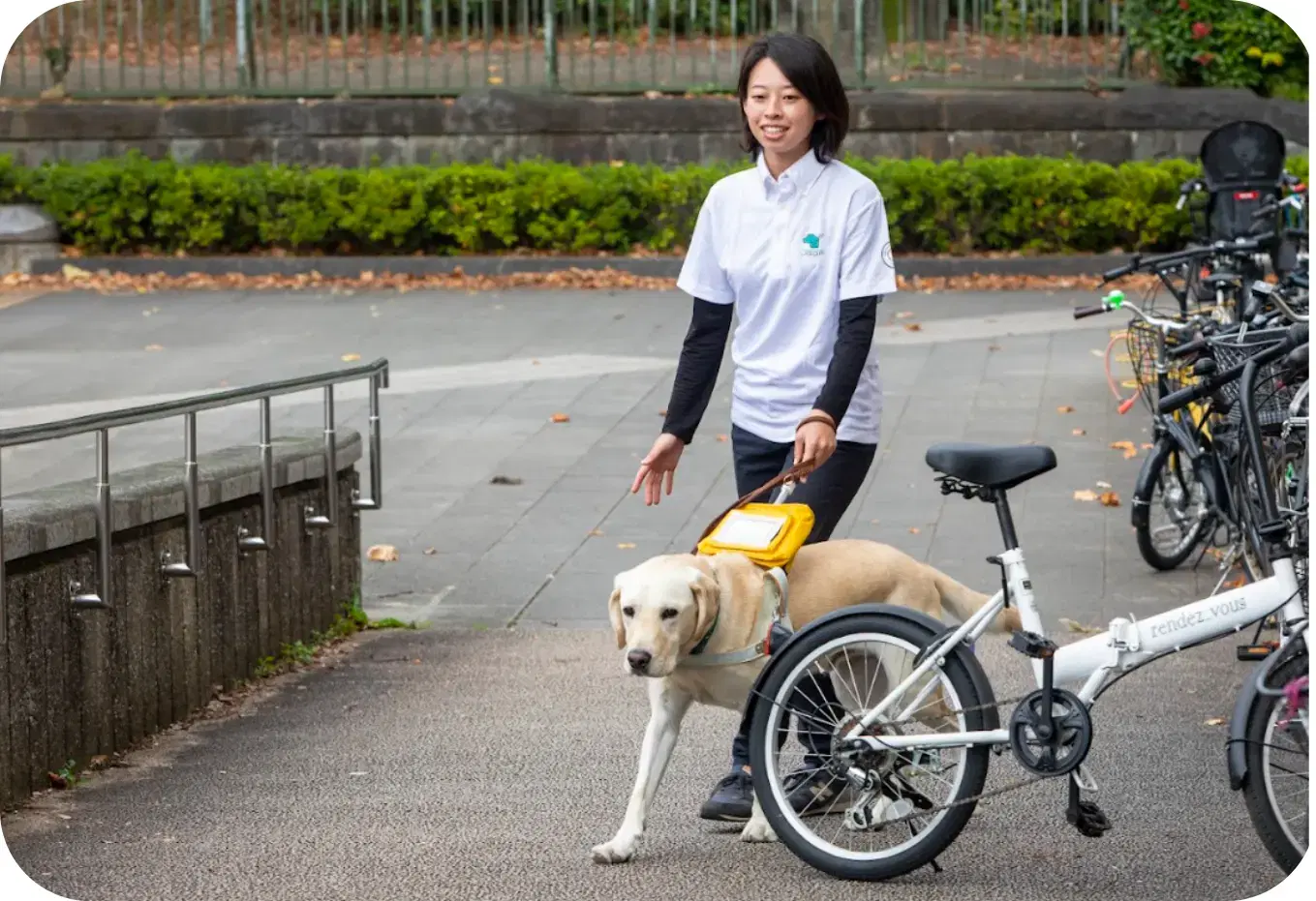 盲導犬の訓練
