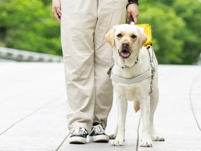盲導犬