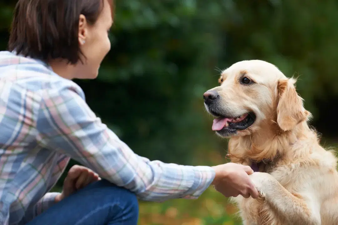 犬と向き合う人