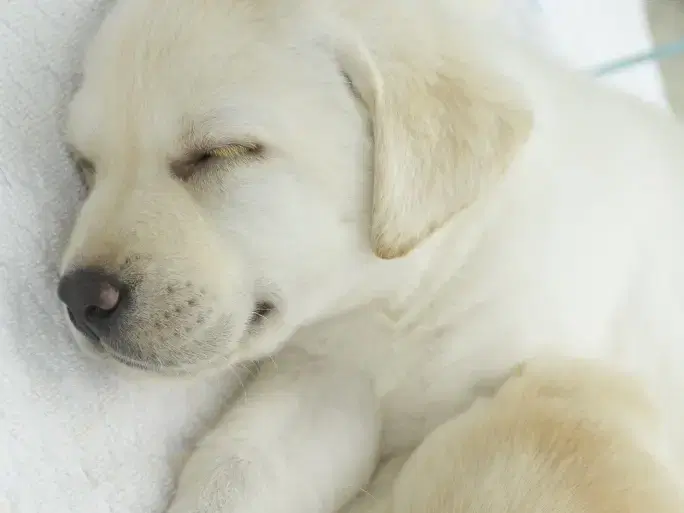 盲導犬