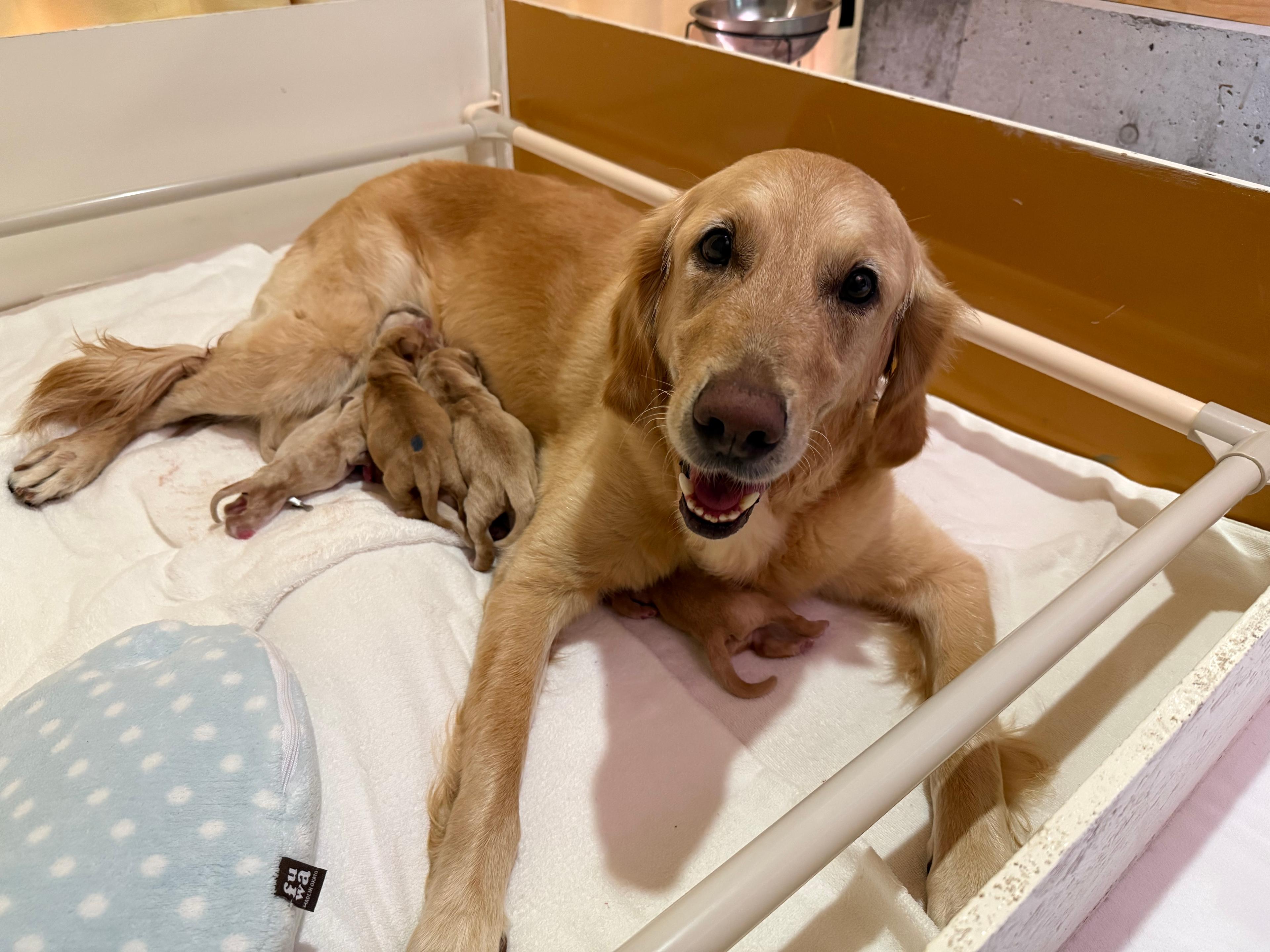 お母さん犬イルアが出産しました!のイメージ画像