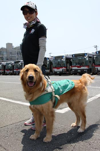 沢山のバスの前で女性訓練士とイエローの訓練犬