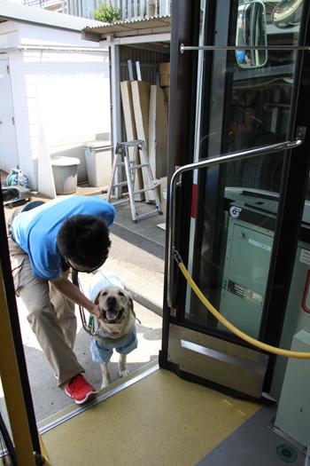 バスの入り口に足を掛け、イエローの訓練犬を誉める男性訓練士