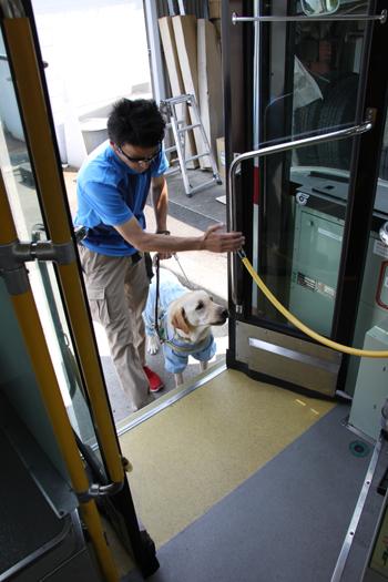 バスの入り口の前で止まるイエローの訓練犬とドアを触る男性訓練士