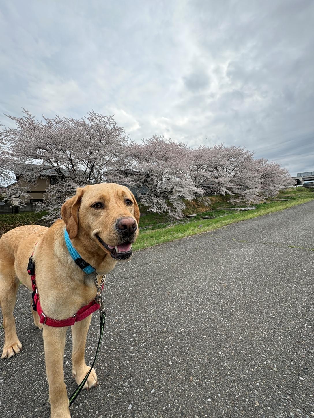 <p>毎朝の散歩が日課。満開の桜の下、大好きな散歩道を飯塚さんと一緒ににこにこ笑顔で歩く特別な春のひととき。</p>