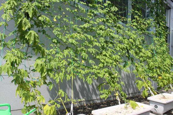 建物の壁と窓を覆うゴーヤのつる