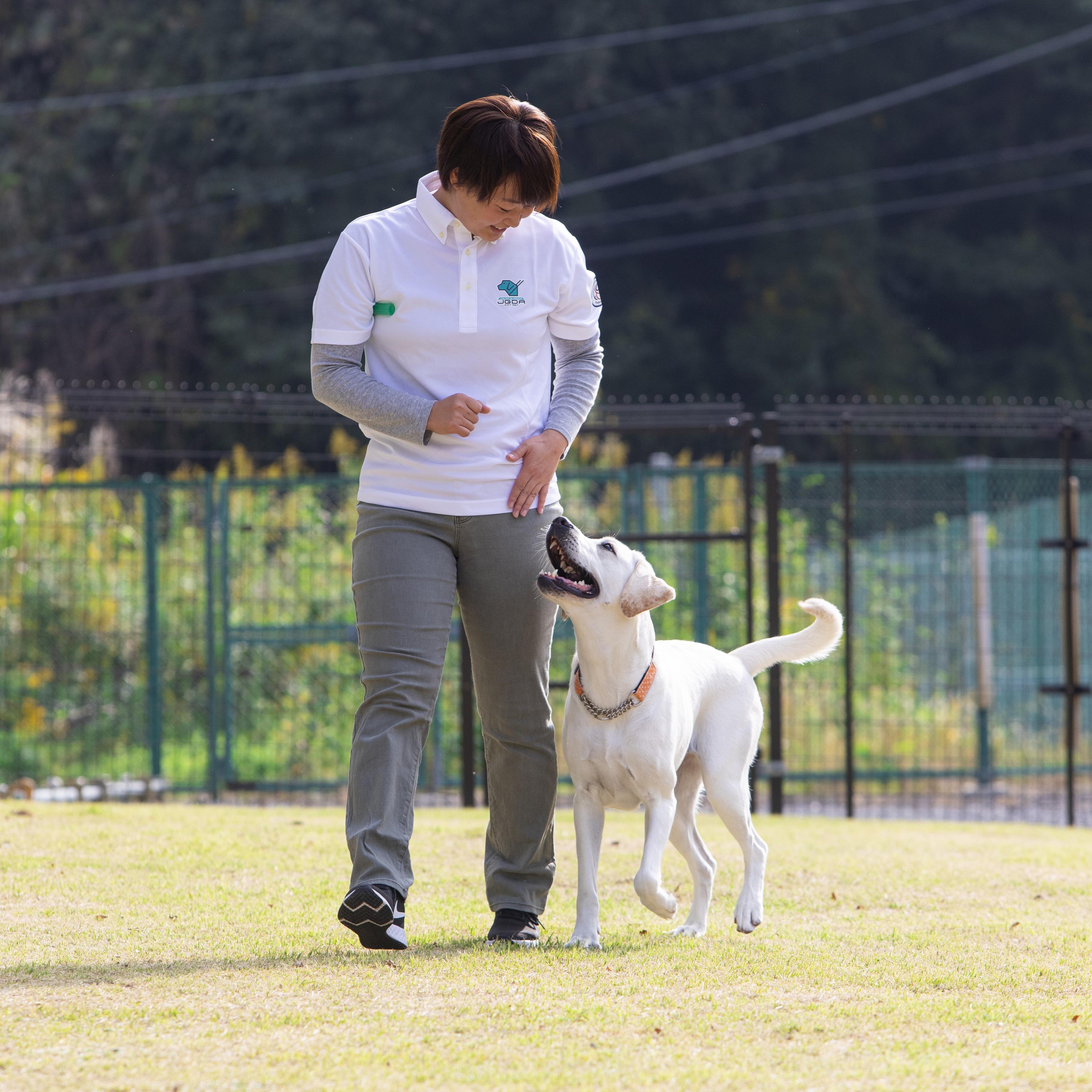 盲導犬の訓練をしている様子