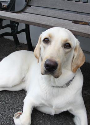 眉毛のあたりが茶色っぽくなっているイエローの犬