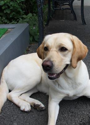 眉間にたてのしわがあるイエローの犬